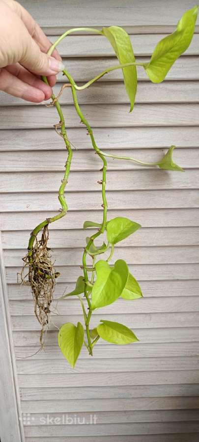 Filodendronai, epipremnum - nuotraukos Nr. 32