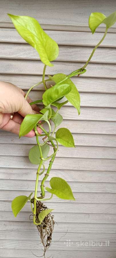 Filodendronai, epipremnum - nuotraukos Nr. 33