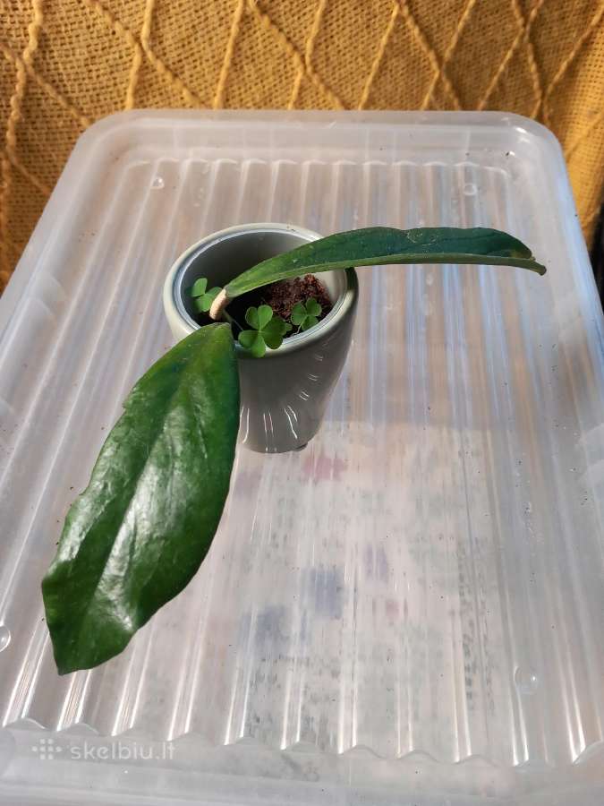 Hoya 's - nuotraukos Nr. 18