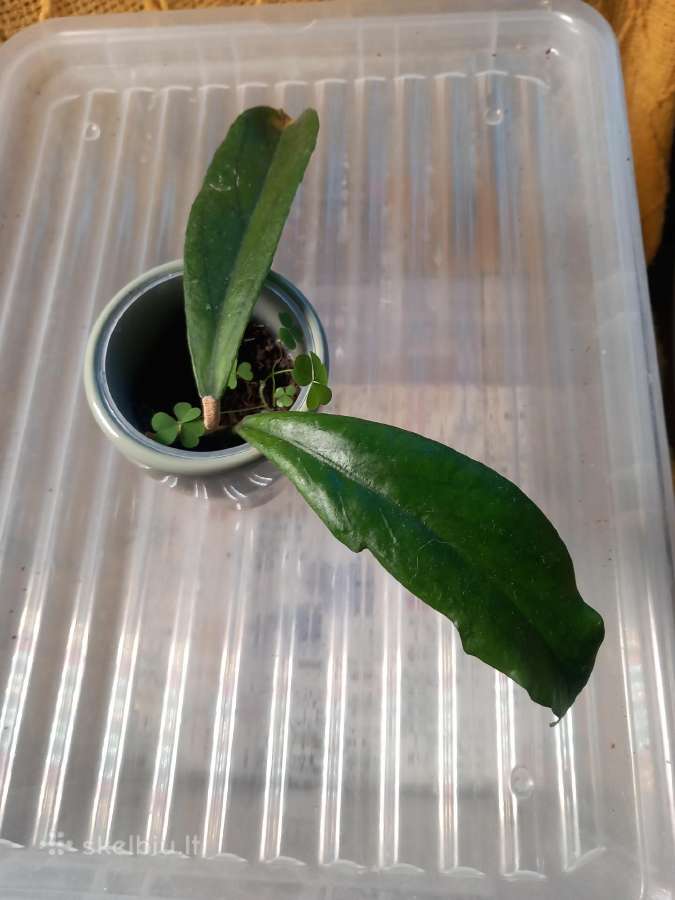 Hoya 's - nuotraukos Nr. 19