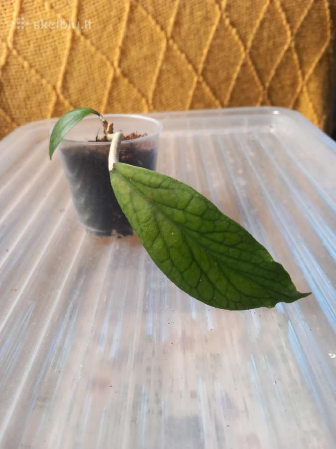 Hoya 's - nuotraukos Nr. 8
