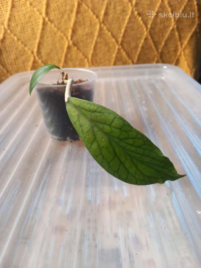 Hoya 's - nuotraukos Nr. 20
