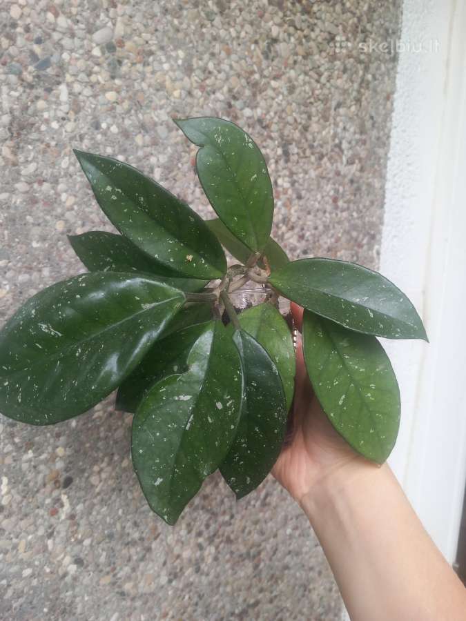 Hoya 's - nuotraukos Nr. 21