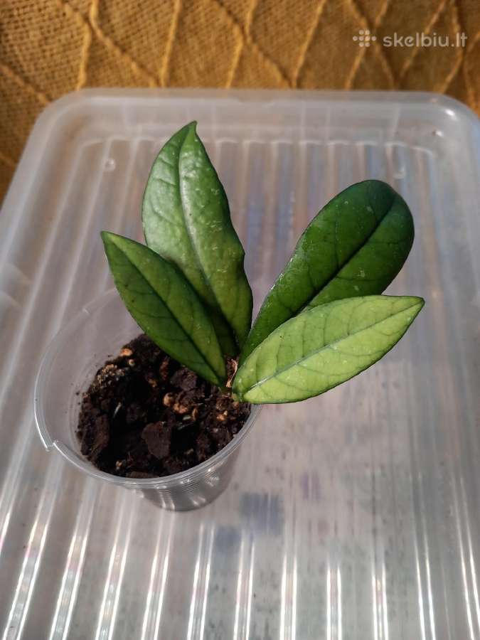 Hoya 's - nuotraukos Nr. 22
