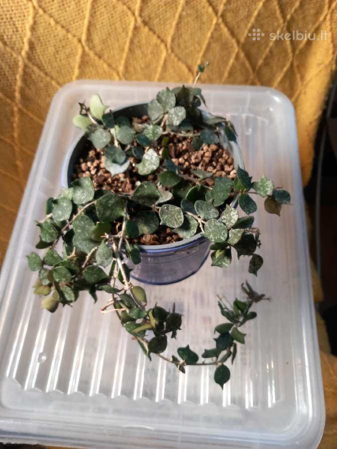 Hoya 's - nuotraukos Nr. 23