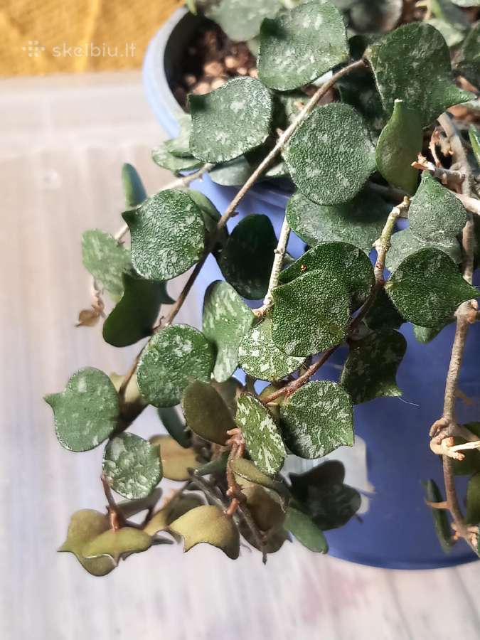 Hoya 's - nuotraukos Nr. 24