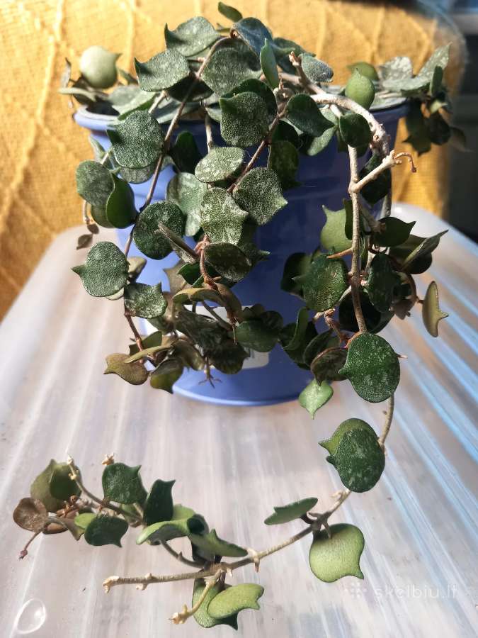 Hoya 's - nuotraukos Nr. 25