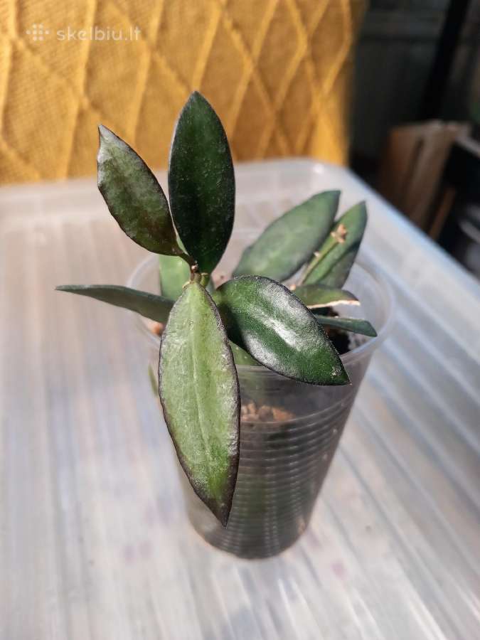 Hoya 's - nuotraukos Nr. 26