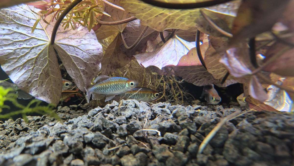 Kongo Tetros, Rodostomus, Ancistrus ir kt. - nuotraukos Nr. 2
