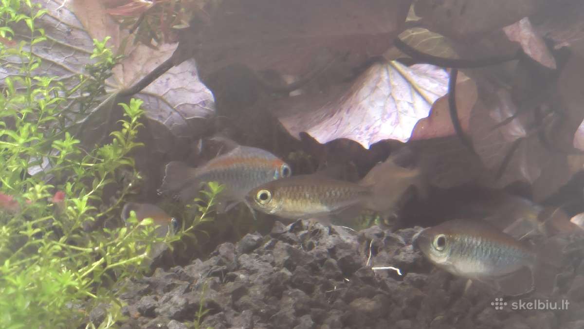 Kongo Tetros, Rodostomus, Ancistrus ir kt. - nuotraukos Nr. 3