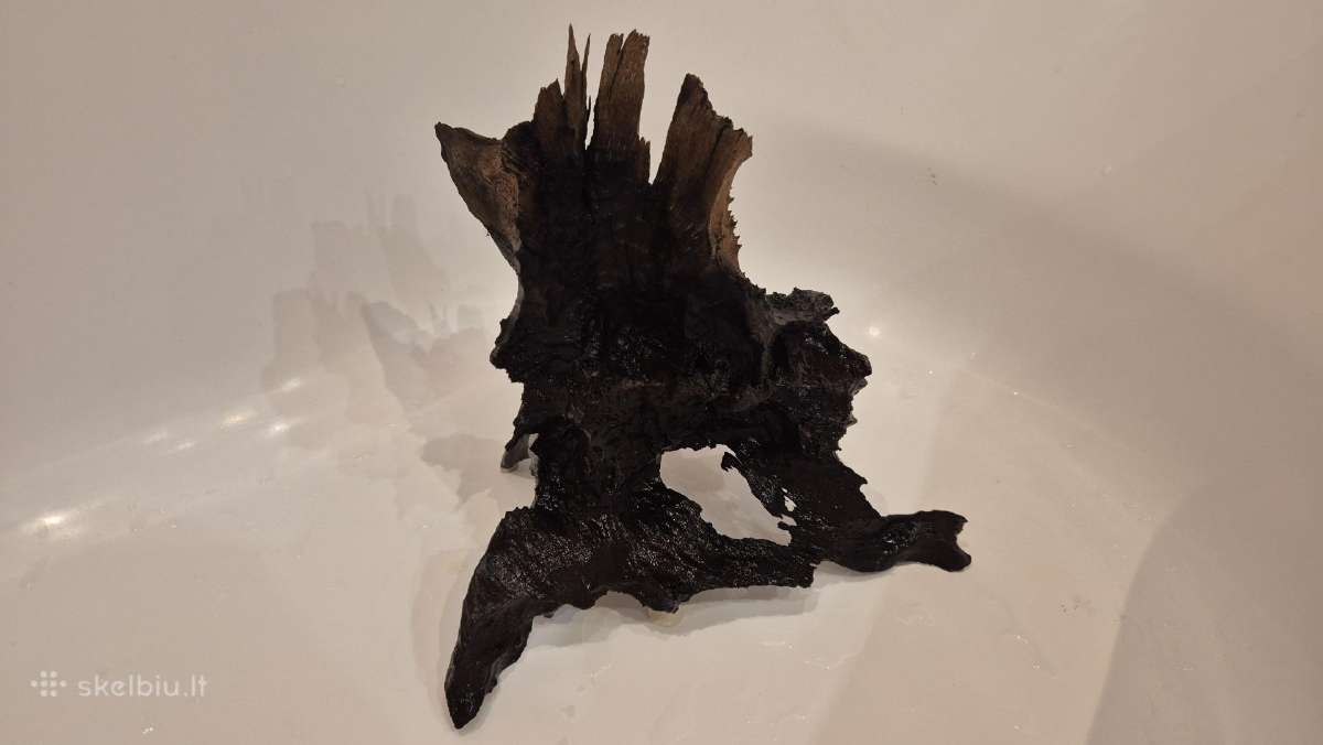 Kongo Tetros, Rodostomus, Ancistrus ir kt. - nuotraukos Nr. 5