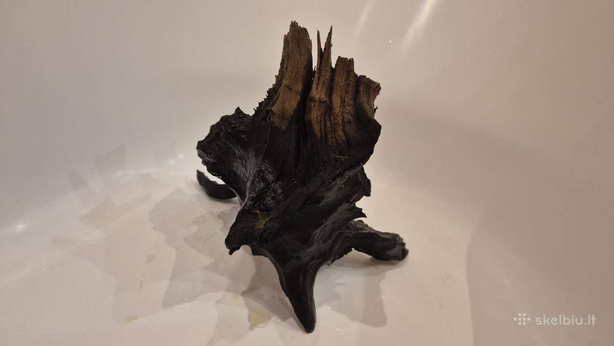 Kongo Tetros, Rodostomus, Ancistrus ir kt. - nuotraukos Nr. 6