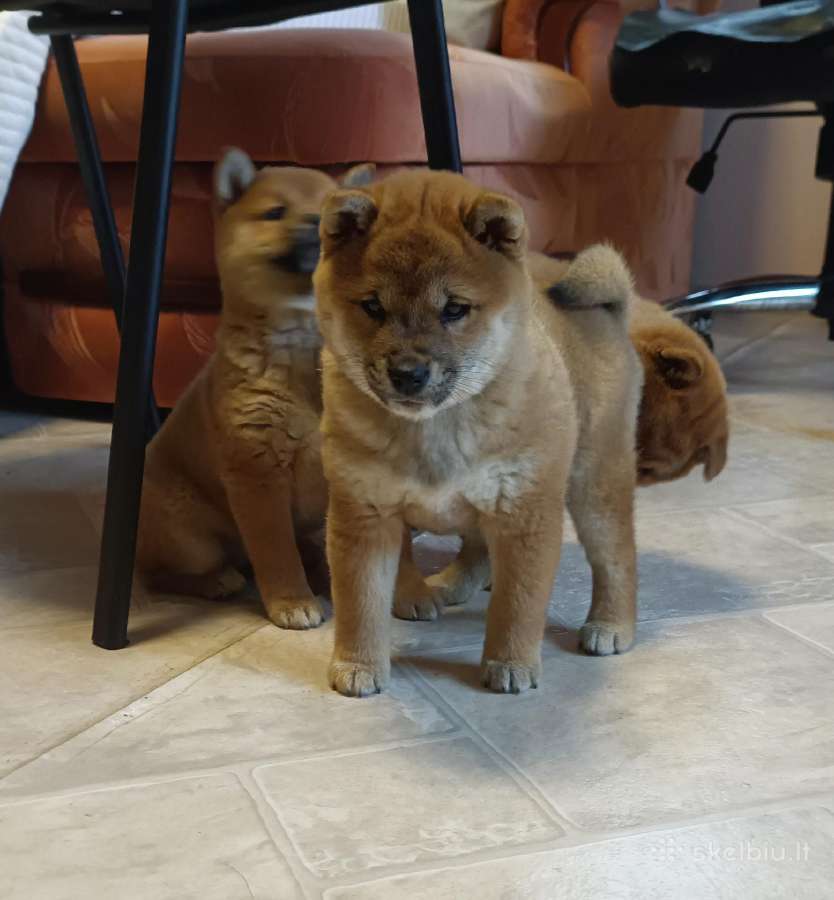 Parduodu Shiba Inu - nuotraukos Nr. 4