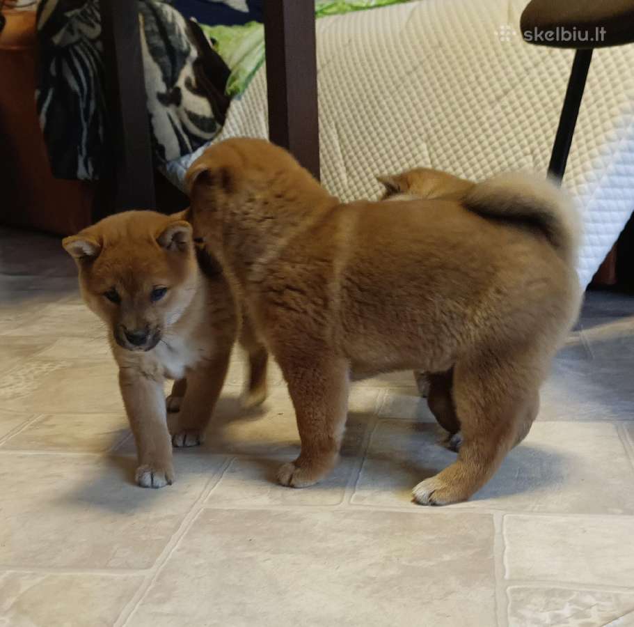 Parduodu Shiba Inu - nuotraukos Nr. 6