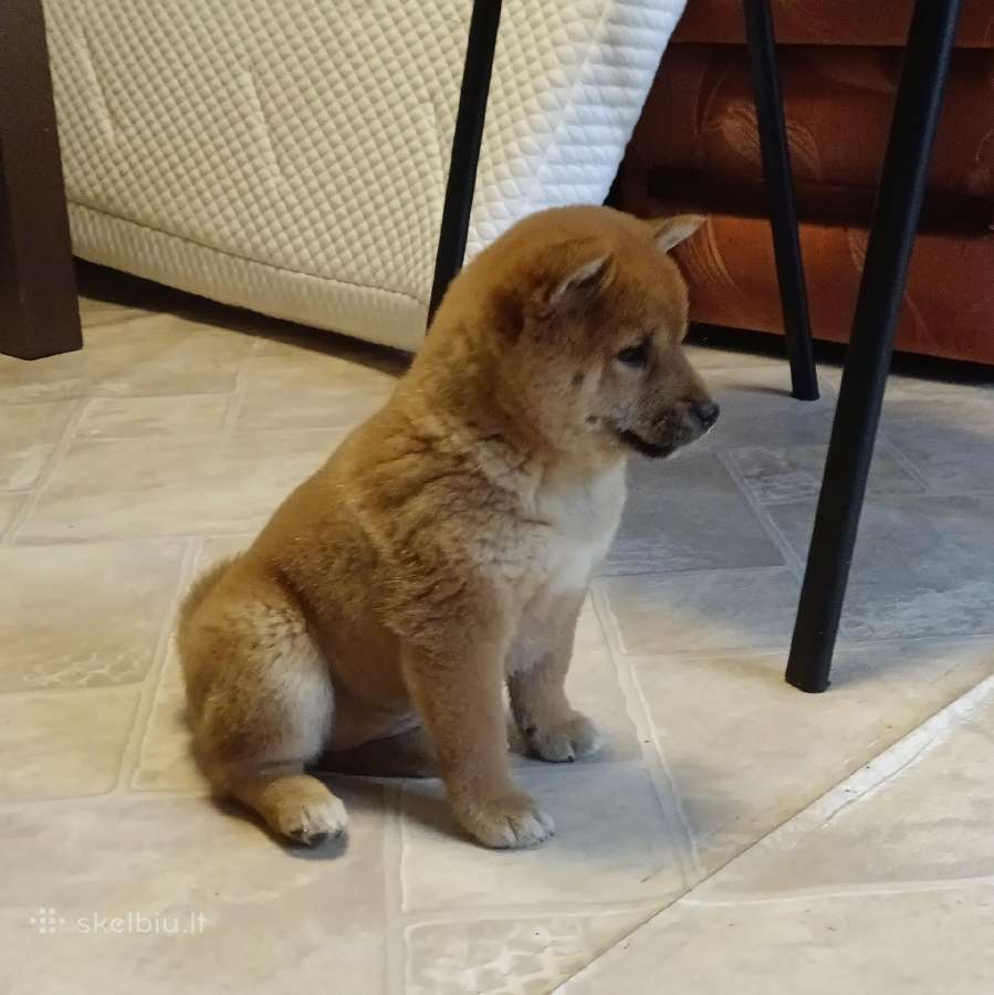 Parduodu Shiba Inu - nuotraukos Nr. 7