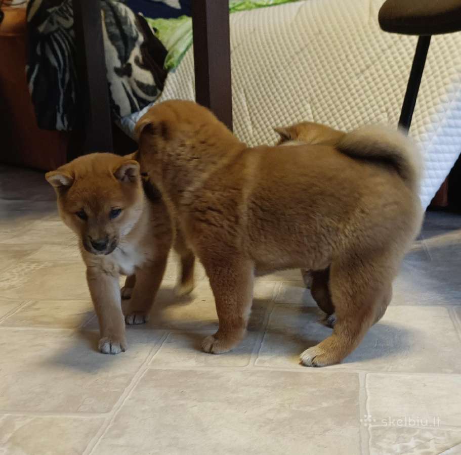 Parduodu Shiba Inu - nuotraukos Nr. 9