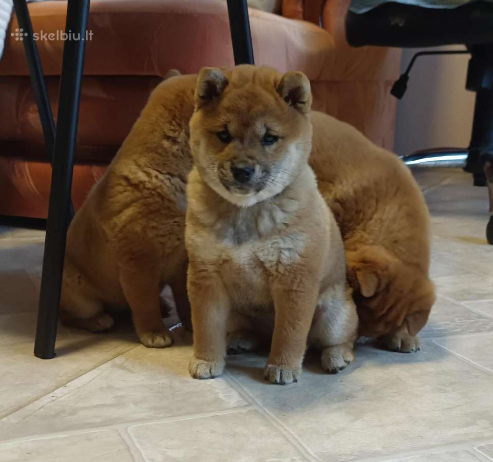 Parduodu Shiba Inu - nuotraukos Nr. 10