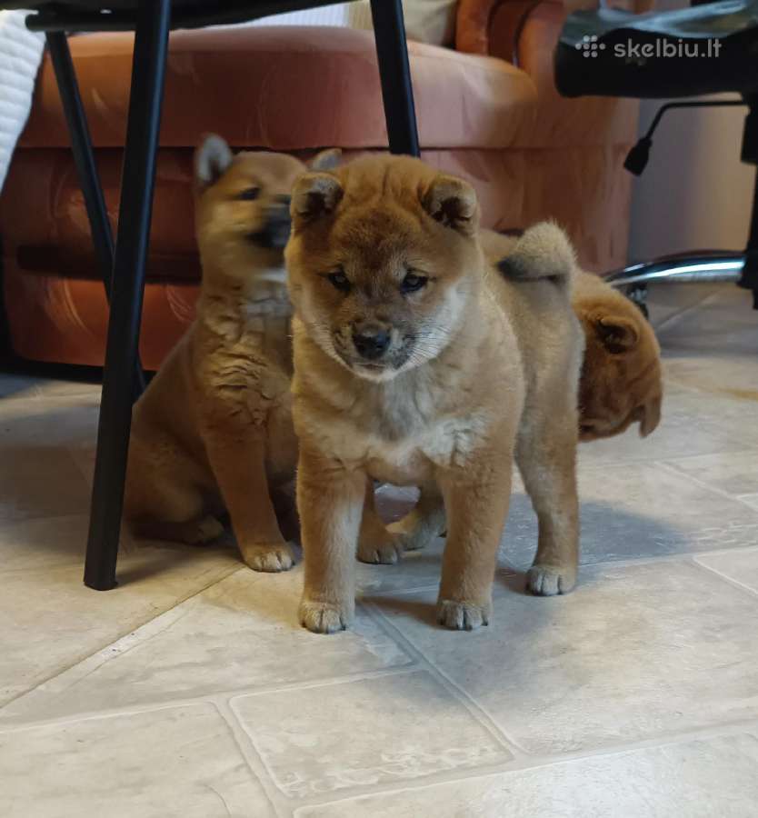 Parduodu Shiba Inu - nuotraukos Nr. 11