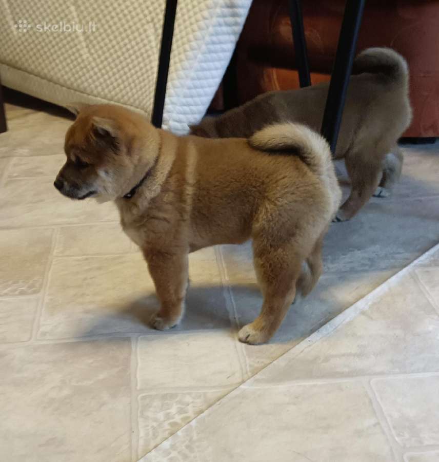 Parduodu Shiba Inu - nuotraukos Nr. 8