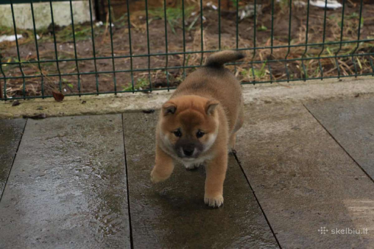 Parduodu Shiba Inu - nuotraukos Nr. 12