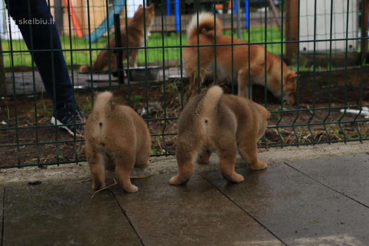 Parduodu Shiba Inu - nuotraukos Nr. 13