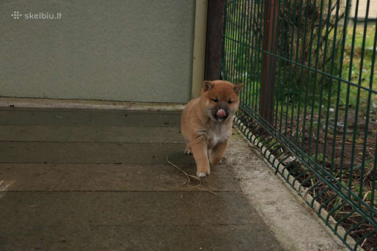 Parduodu Shiba Inu - nuotraukos Nr. 14