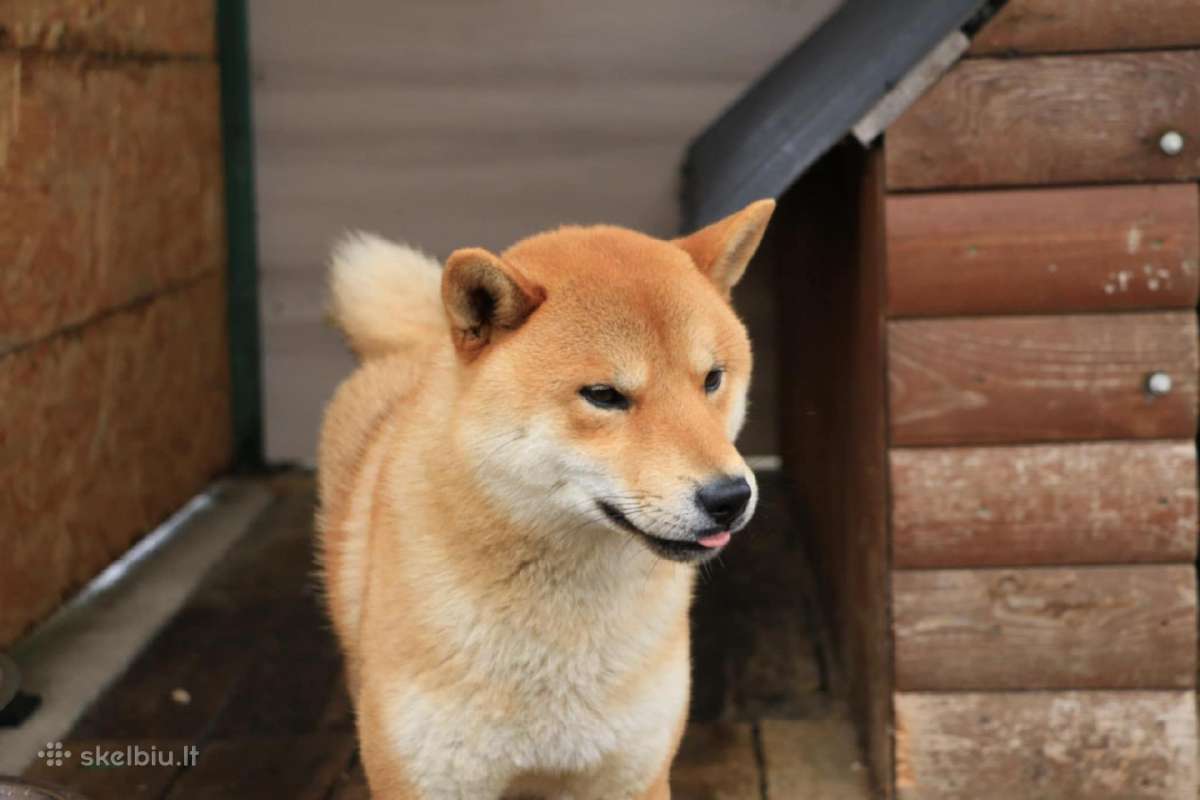 Parduodu Shiba Inu - nuotraukos Nr. 15