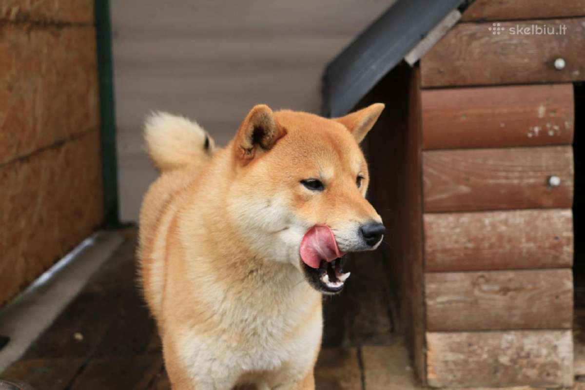 Parduodu Shiba Inu - nuotraukos Nr. 16