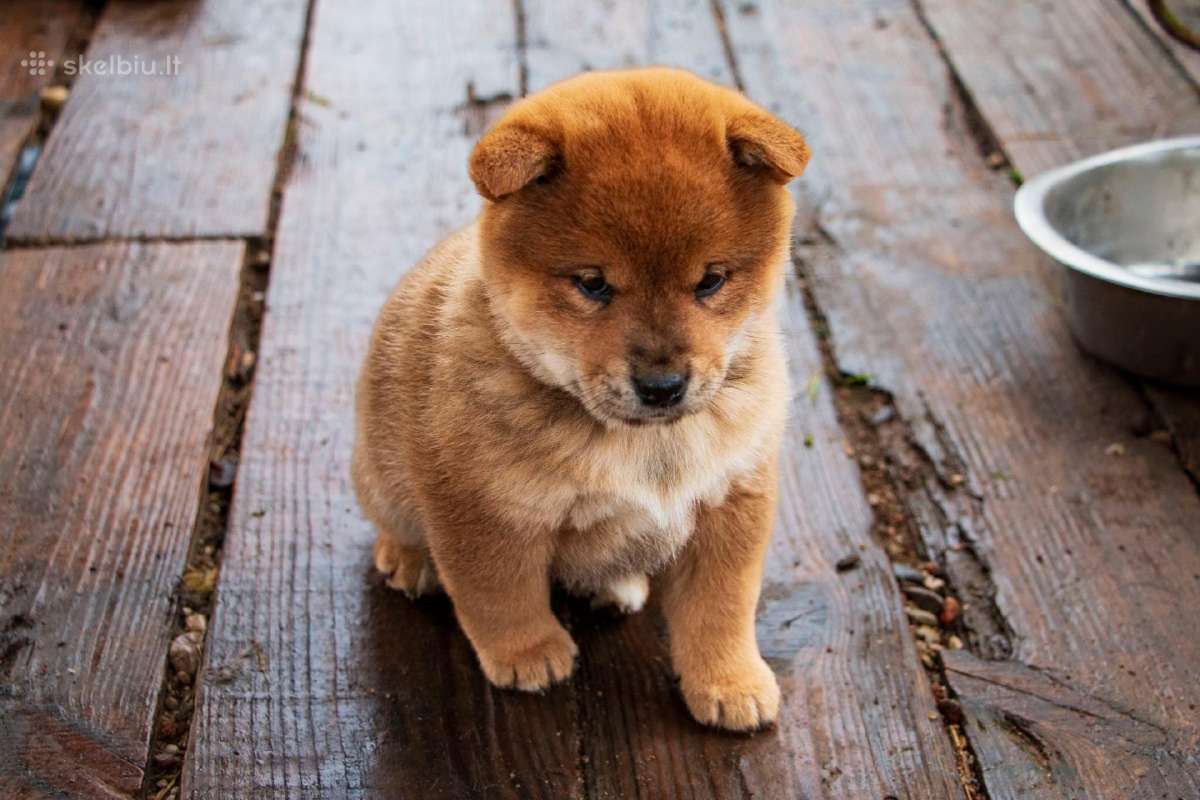 Parduodu Shiba Inu - nuotraukos Nr. 17
