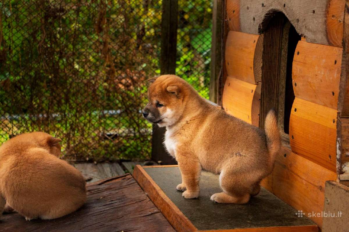 Parduodu Shiba Inu - nuotraukos Nr. 18