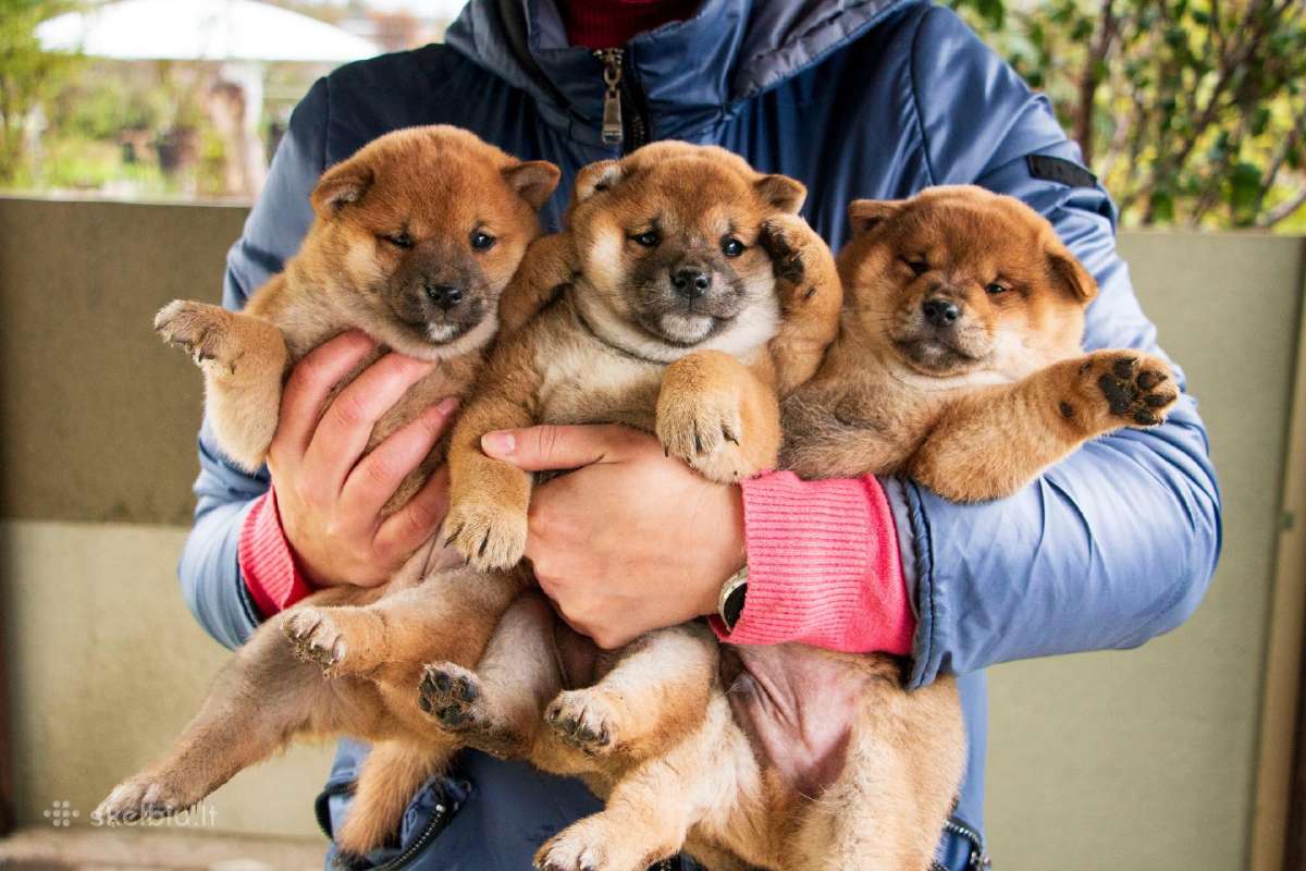 Parduodu Shiba Inu - nuotraukos Nr. 19