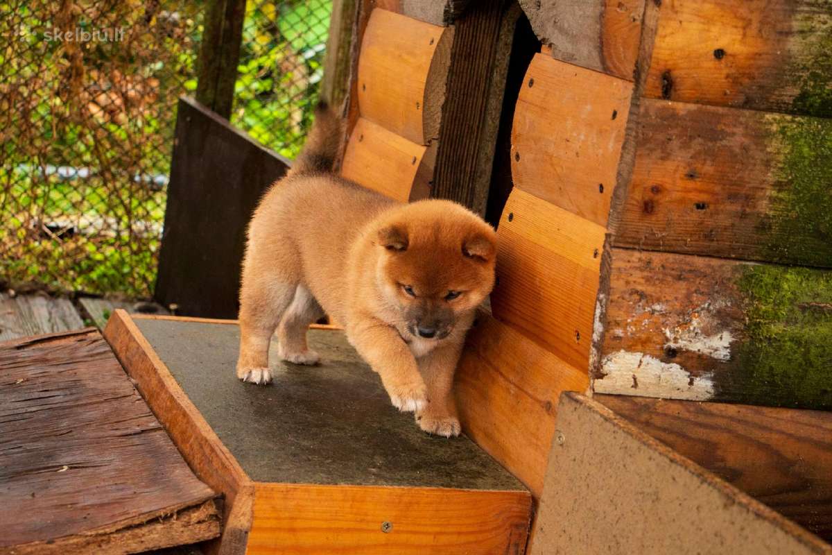 Parduodu Shiba Inu - nuotraukos Nr. 20