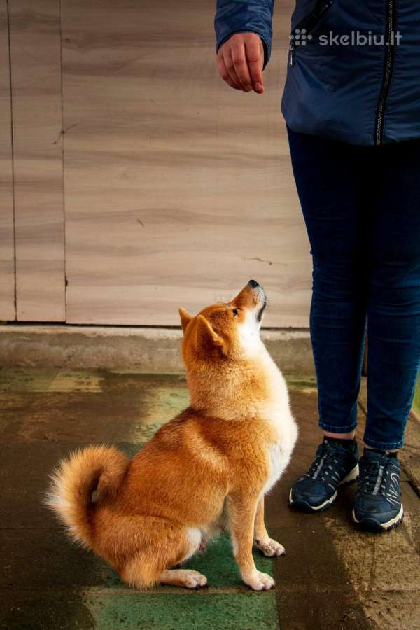 Parduodu Shiba Inu - nuotraukos Nr. 21