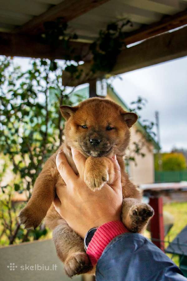 Parduodu Shiba Inu - nuotraukos Nr. 22