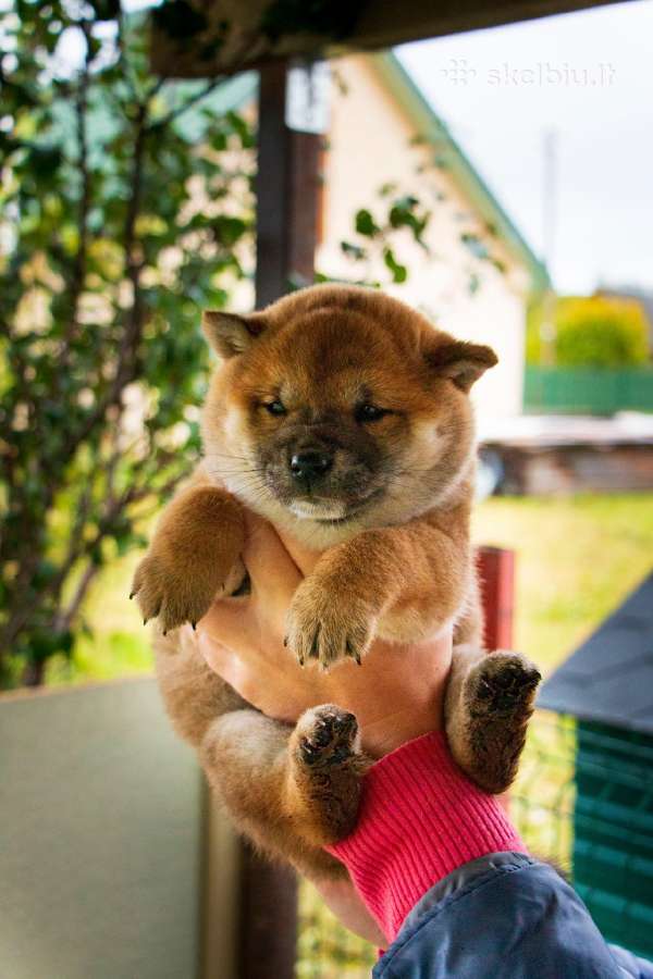 Parduodu Shiba Inu - nuotraukos Nr. 3