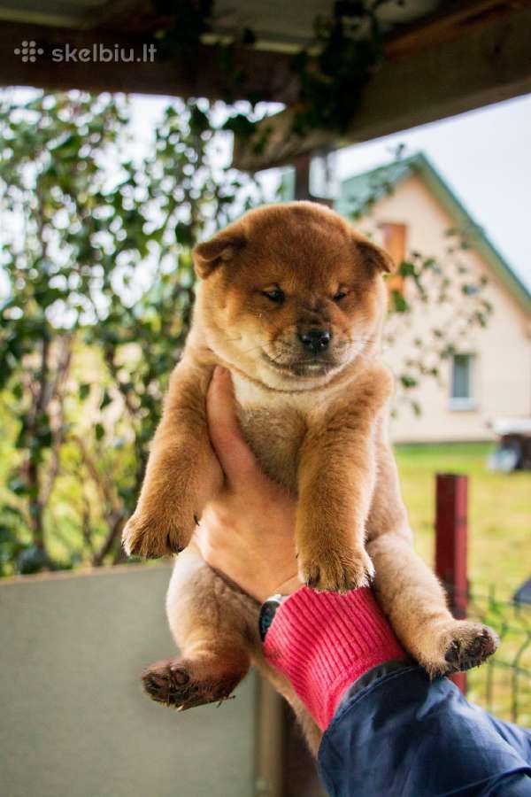 Parduodu Shiba Inu - nuotraukos Nr. 23