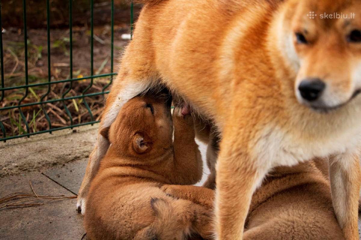 Parduodu Shiba Inu - nuotraukos Nr. 24