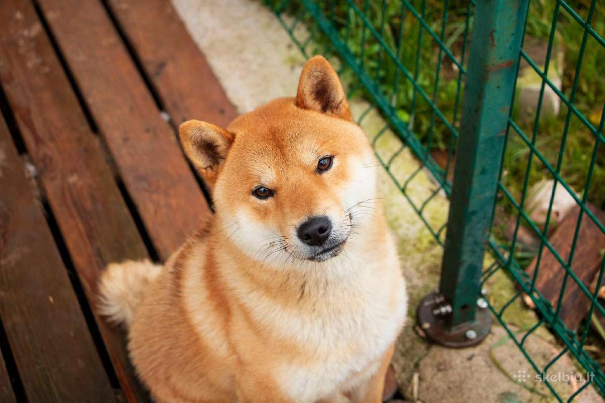 Parduodu Shiba Inu - nuotraukos Nr. 25