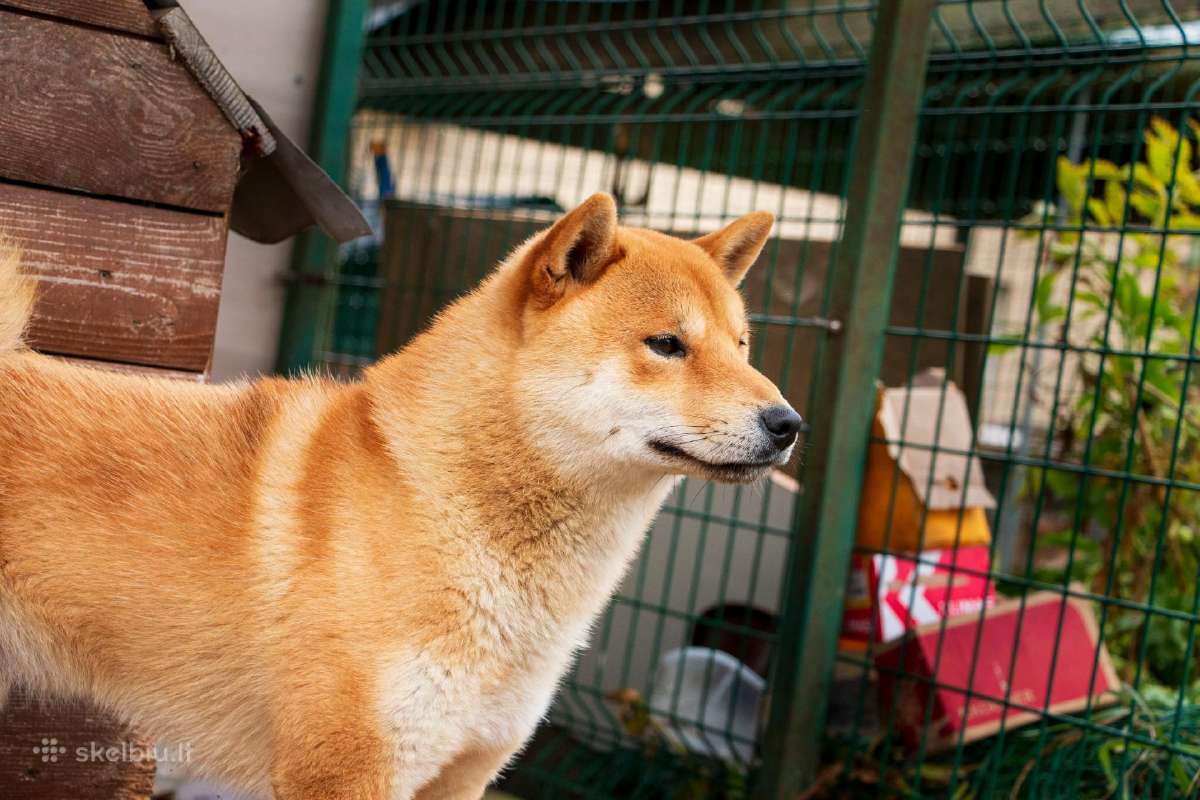 Parduodu Shiba Inu - nuotraukos Nr. 26