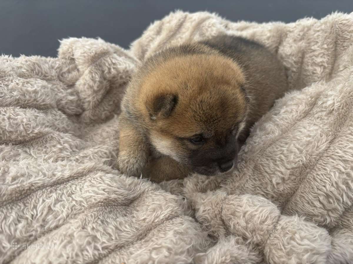 Parduodu Shiba Inu - nuotraukos Nr. 28