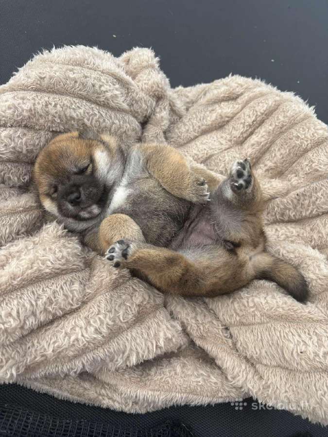 Parduodu Shiba Inu (mergaitė rezervuota) - nuotraukos Nr. 3