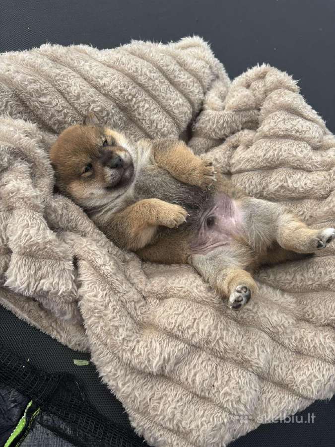 Parduodu Shiba Inu - nuotraukos Nr. 31