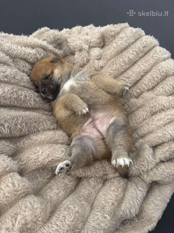 Parduodu Shiba Inu - nuotraukos Nr. 30