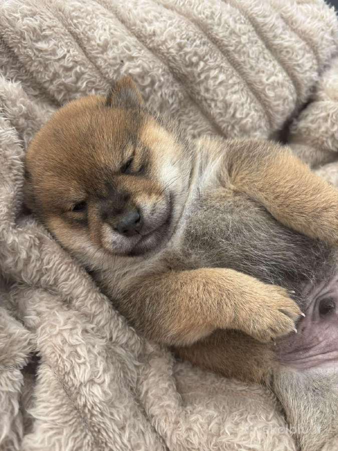 Parduodu Shiba Inu - nuotraukos Nr. 32