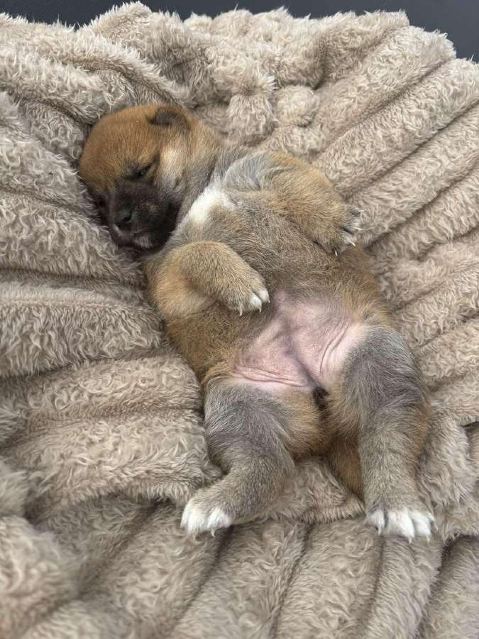 Parduodu Shiba Inu - nuotraukos Nr. 33