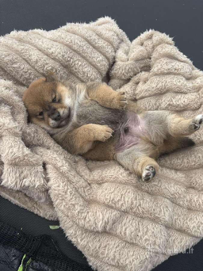 Parduodu Shiba Inu - nuotraukos Nr. 34