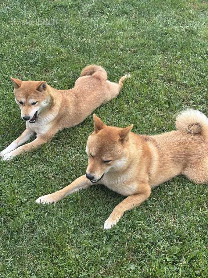 Parduodu Shiba Inu - nuotraukos Nr. 35