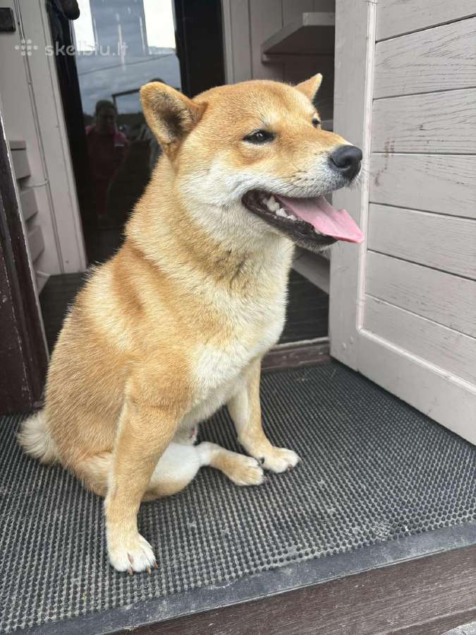 Parduodu Shiba Inu - nuotraukos Nr. 36