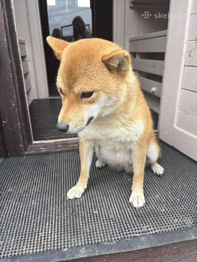 Parduodu Shiba Inu - nuotraukos Nr. 37