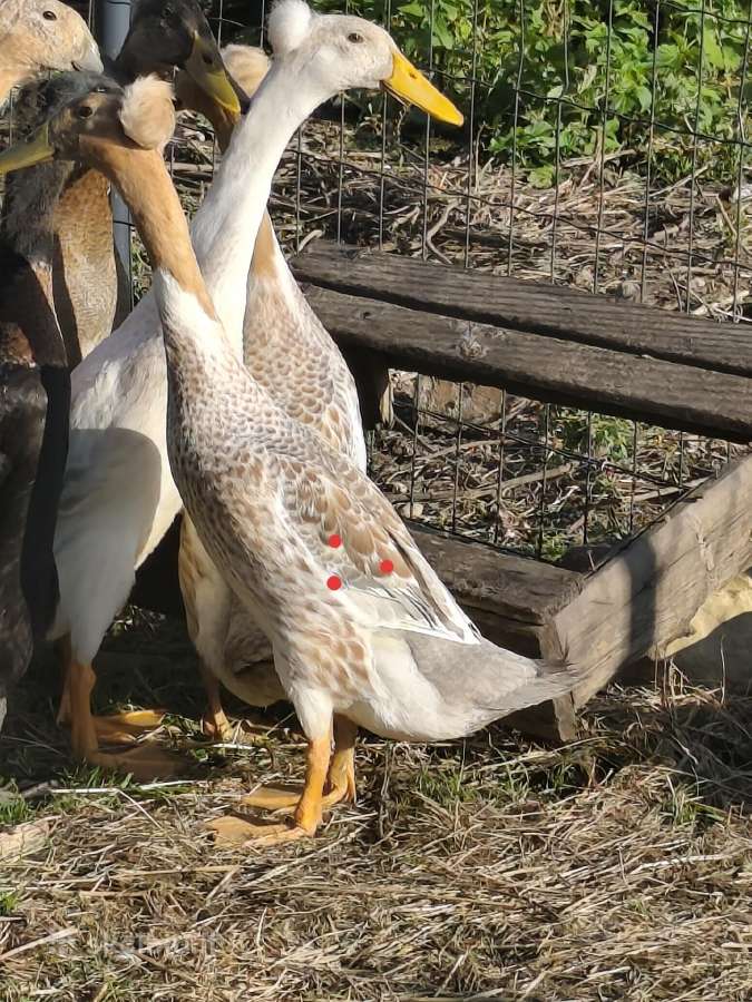 Gaideliai, bėgikų antinai - nuotraukos Nr. 4